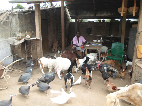 v&eacute;t&eacute;rinaire fermier 3