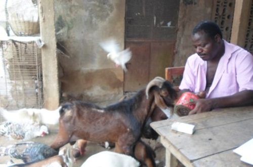 Article : Entretien avec un fermier atypique: ‟La Maison du paysan travaille à restaurer l’économie villageoise …”