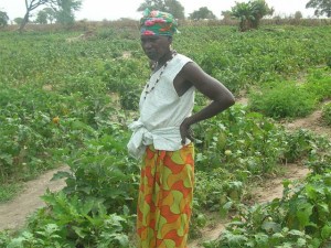 Article : BENIN/ AGRICULTURE/MARAÎCHAGE A GRAND-POPO  Des milliers de familles en vivent